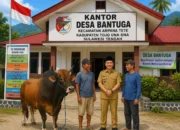 Gaya Elit Kades Bantuga: Jual Sapi Bantuan Warga Demi Studi Banding Istri, Atap Sekolah PAUD Malah Disunat